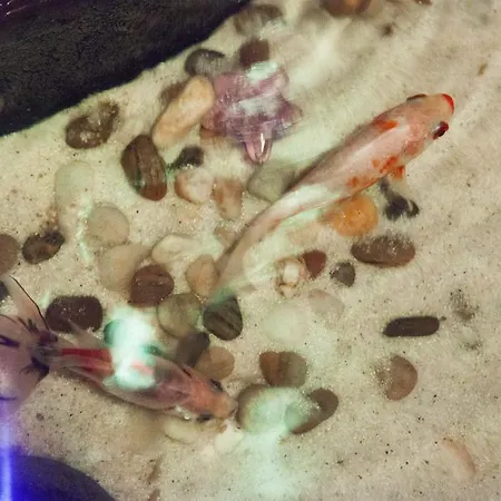 Milling Mini 19 Hotell 3*